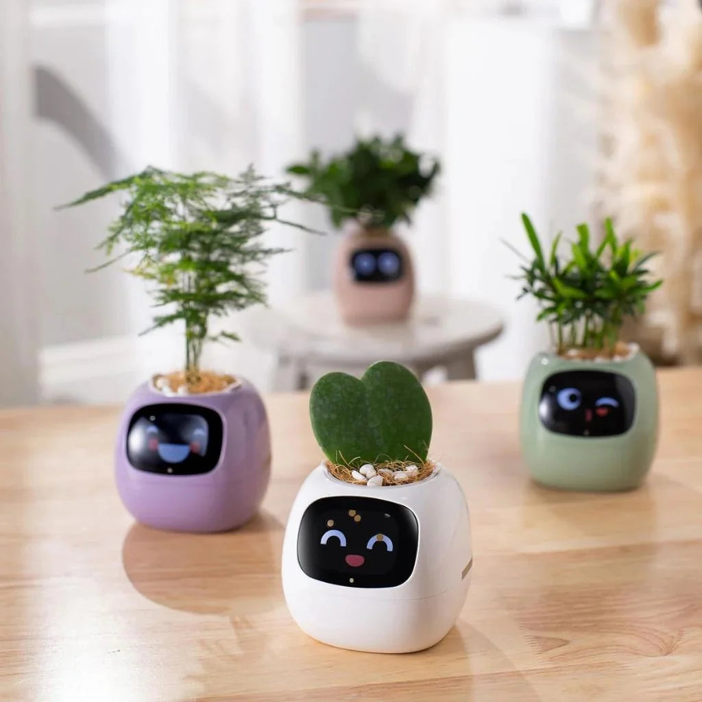 The Plantiboy