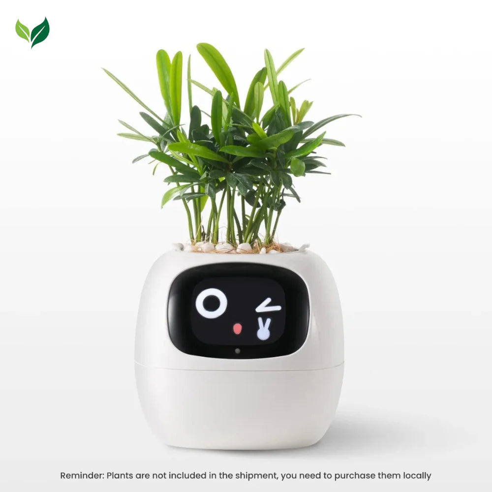 The Plantiboy