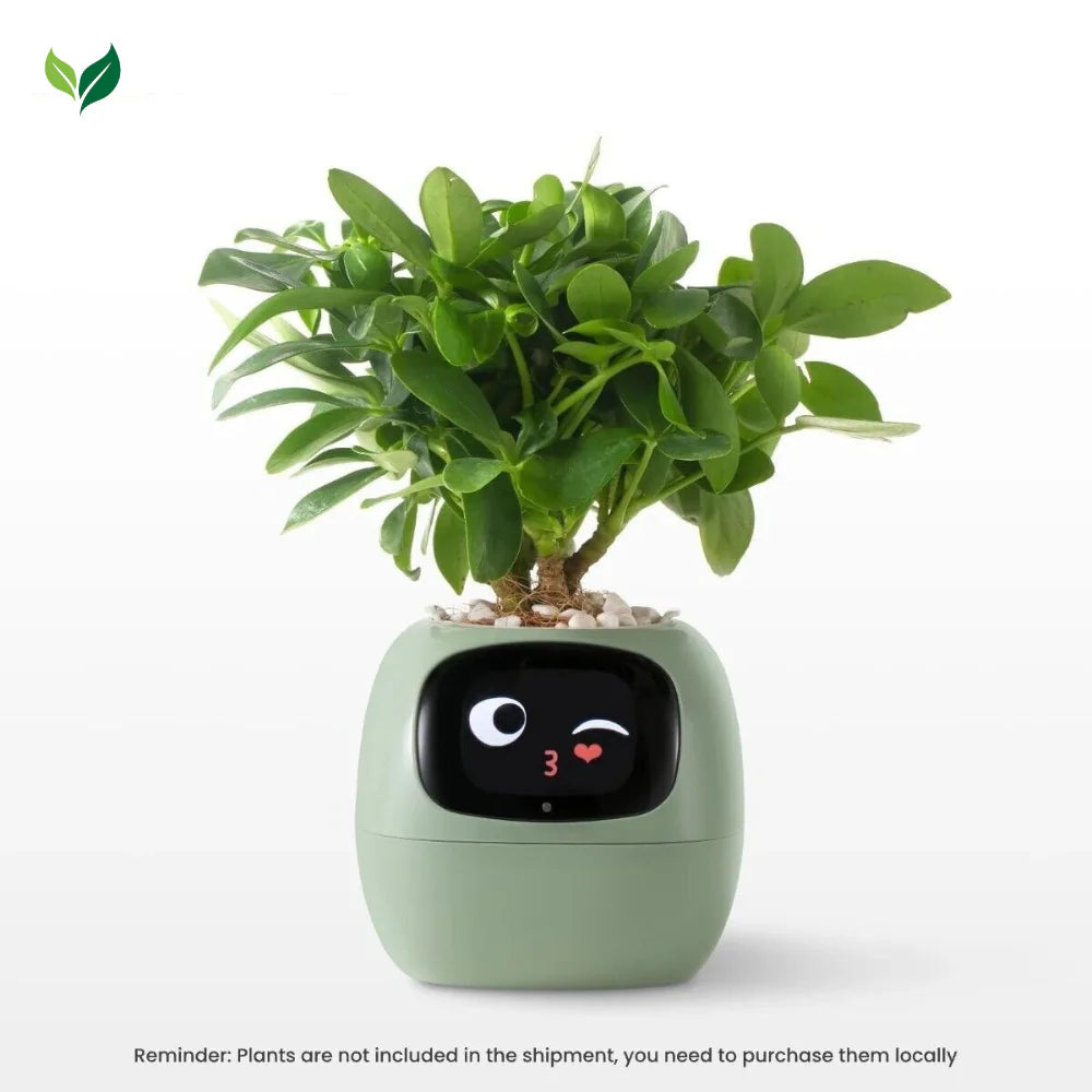 The Plantiboy